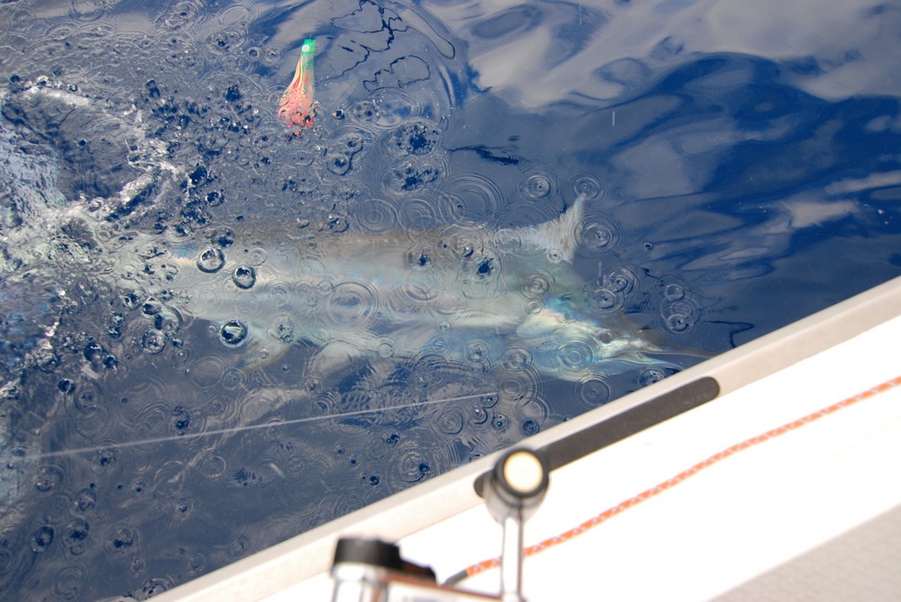 DSC_0692.JPG